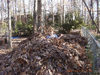 photo of Alex playing in the leaf pile