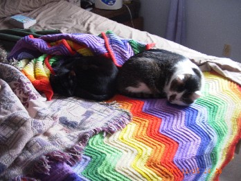photo of the cats taking a nap